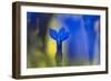 Gentiana Orbicularis Flowers, Liechtenstein, June 2009-Giesbers-Framed Photographic Print