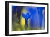 Gentiana Orbicularis Flowers, Liechtenstein, June 2009-Giesbers-Framed Photographic Print