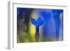 Gentiana Orbicularis Flowers, Liechtenstein, June 2009-Giesbers-Framed Photographic Print