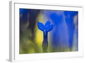 Gentiana Orbicularis Flowers, Liechtenstein, June 2009-Giesbers-Framed Photographic Print