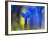 Gentiana Orbicularis Flowers, Liechtenstein, June 2009-Giesbers-Framed Photographic Print