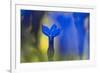 Gentiana Orbicularis Flowers, Liechtenstein, June 2009-Giesbers-Framed Photographic Print