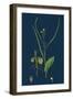 Gentiana Verna; Spring Gentian-null-Framed Giclee Print