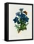 Gentianae Acaulis by Pierre Joseph Redoute-Fine Art Photographic-Framed Stretched Canvas