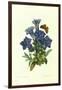 Gentianae Acaulis-Pierre-Joseph Redouté-Framed Giclee Print