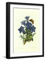 Gentianae Acaulis-Pierre-Joseph Redouté-Framed Giclee Print