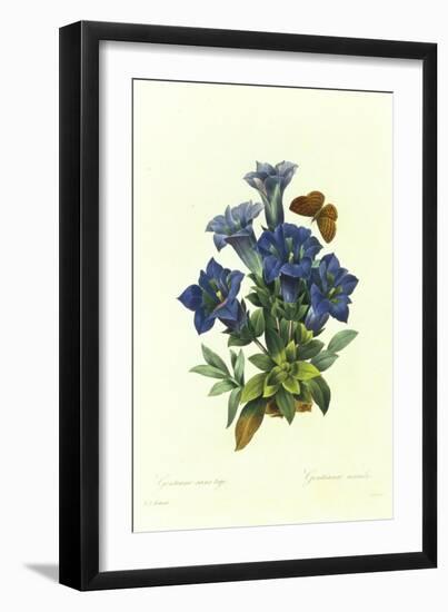 Gentianae Acaulis-Pierre-Joseph Redouté-Framed Giclee Print