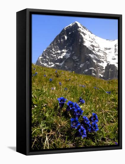 Gentians, Alpine Flowers in Front of the Eiger, Kleine Scheidegg, Bernese Oberland, Switzerland-Richardson Peter-Framed Stretched Canvas