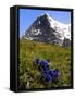 Gentians, Alpine Flowers in Front of the Eiger, Kleine Scheidegg, Bernese Oberland, Switzerland-Richardson Peter-Framed Stretched Canvas