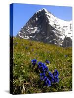 Gentians, Alpine Flowers in Front of the Eiger, Kleine Scheidegg, Bernese Oberland, Switzerland-Richardson Peter-Stretched Canvas
