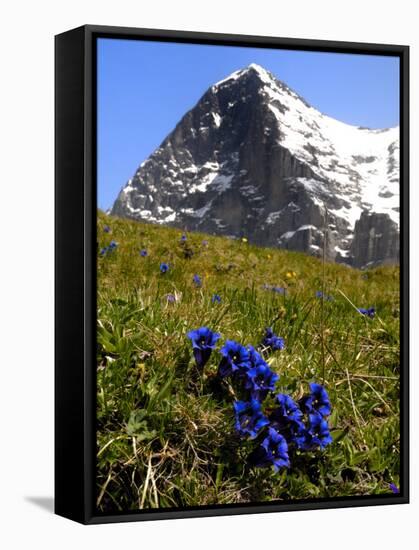 Gentians, Alpine Flowers in Front of the Eiger, Kleine Scheidegg, Bernese Oberland, Switzerland-Richardson Peter-Framed Stretched Canvas