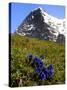 Gentians, Alpine Flowers in Front of the Eiger, Kleine Scheidegg, Bernese Oberland, Switzerland-Richardson Peter-Stretched Canvas