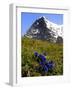 Gentians, Alpine Flowers in Front of the Eiger, Kleine Scheidegg, Bernese Oberland, Switzerland-Richardson Peter-Framed Photographic Print