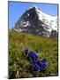 Gentians, Alpine Flowers in Front of the Eiger, Kleine Scheidegg, Bernese Oberland, Switzerland-Richardson Peter-Mounted Photographic Print