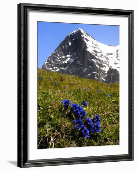 Gentians, Alpine Flowers in Front of the Eiger, Kleine Scheidegg, Bernese Oberland, Switzerland-Richardson Peter-Framed Photographic Print