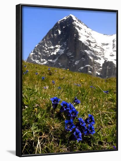 Gentians, Alpine Flowers in Front of the Eiger, Kleine Scheidegg, Bernese Oberland, Switzerland-Richardson Peter-Framed Photographic Print