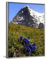 Gentians, Alpine Flowers in Front of the Eiger, Kleine Scheidegg, Bernese Oberland, Switzerland-Richardson Peter-Framed Photographic Print