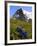 Gentians, Alpine Flowers in Front of the Eiger, Kleine Scheidegg, Bernese Oberland, Switzerland-Richardson Peter-Framed Photographic Print