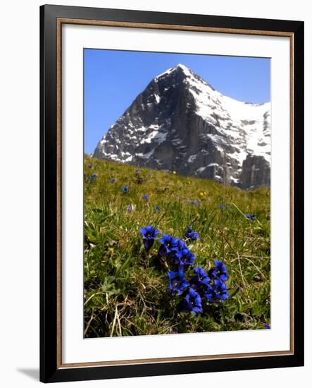 Gentians, Alpine Flowers in Front of the Eiger, Kleine Scheidegg, Bernese Oberland, Switzerland-Richardson Peter-Framed Photographic Print
