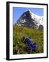 Gentians, Alpine Flowers in Front of the Eiger, Kleine Scheidegg, Bernese Oberland, Switzerland-Richardson Peter-Framed Photographic Print