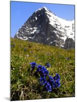 Gentians, Alpine Flowers in Front of the Eiger, Kleine Scheidegg, Bernese Oberland, Switzerland-Richardson Peter-Mounted Photographic Print