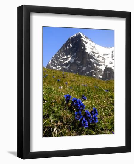 Gentians, Alpine Flowers in Front of the Eiger, Kleine Scheidegg, Bernese Oberland, Switzerland-Richardson Peter-Framed Photographic Print