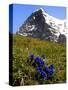 Gentians, Alpine Flowers in Front of the Eiger, Kleine Scheidegg, Bernese Oberland, Switzerland-Richardson Peter-Stretched Canvas