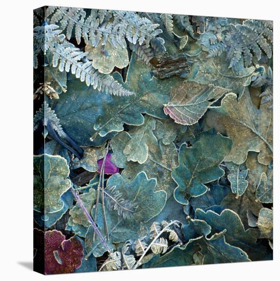 Gentle Blue Frosted Leafes in the Forest-Alaya Gadeh-Stretched Canvas
