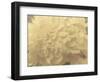 Gentle Clusster-null-Framed Photographic Print