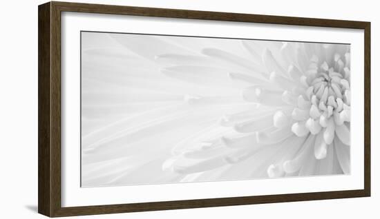 Gentle Crysanthumum 1-Doug Chinnery-Framed Photographic Print