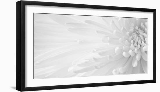 Gentle Crysanthumum 1-Doug Chinnery-Framed Photographic Print