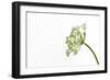 Gentle Dance-Will Wilkinson-Framed Premium Photographic Print