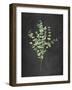 Gentle Eucalyptus on Black-Mercedes Lopez Charro-Framed Art Print