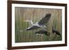 Gentle Flight - Soar-Staffan Widstrand-Framed Giclee Print