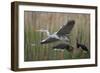 Gentle Flight - Soar-Staffan Widstrand-Framed Giclee Print