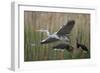 Gentle Flight - Soar-Staffan Widstrand-Framed Giclee Print