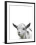 Gentle Goat-Assaf Frank-Framed Giclee Print