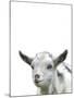 Gentle Goat-Assaf Frank-Mounted Giclee Print