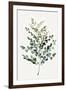 Gentle Leaves-PI Studio-Framed Art Print