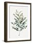 Gentle Leaves-PI Studio-Framed Art Print