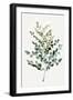 Gentle Leaves-PI Studio-Framed Art Print