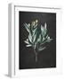 Gentle Olive Branch on Black-Mercedes Lopez Charro-Framed Art Print