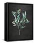Gentle Olive Branch on Black-Mercedes Lopez Charro-Framed Stretched Canvas