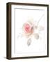 Gentle Rose II-Danhui Nai-Framed Art Print