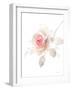 Gentle Rose II-Danhui Nai-Framed Art Print