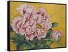 Gently Pink Peony Flower on a Gold Background-mossolainen nikolai-Framed Stretched Canvas