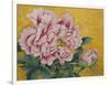 Gently Pink Peony Flower on a Gold Background-mossolainen nikolai-Framed Art Print