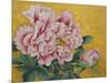 Gently Pink Peony Flower on a Gold Background-mossolainen nikolai-Mounted Art Print