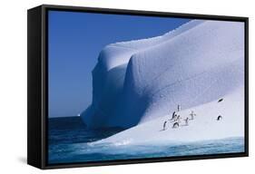 Gentoo and Chinstrap Penguins on Iceberg-null-Framed Stretched Canvas