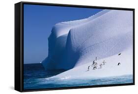 Gentoo and Chinstrap Penguins on Iceberg-null-Framed Stretched Canvas